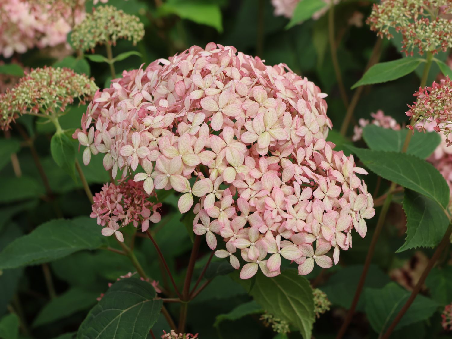 Ballhortensie Candybelle ® 'Sorbet' - Hydrangea arborescens Candybelle ® 'Sorbet'