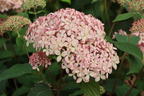 Ballhortensie Candybelle ® 'Sorbet' - Hydrangea arborescens Candybelle ® 'Sorbet'