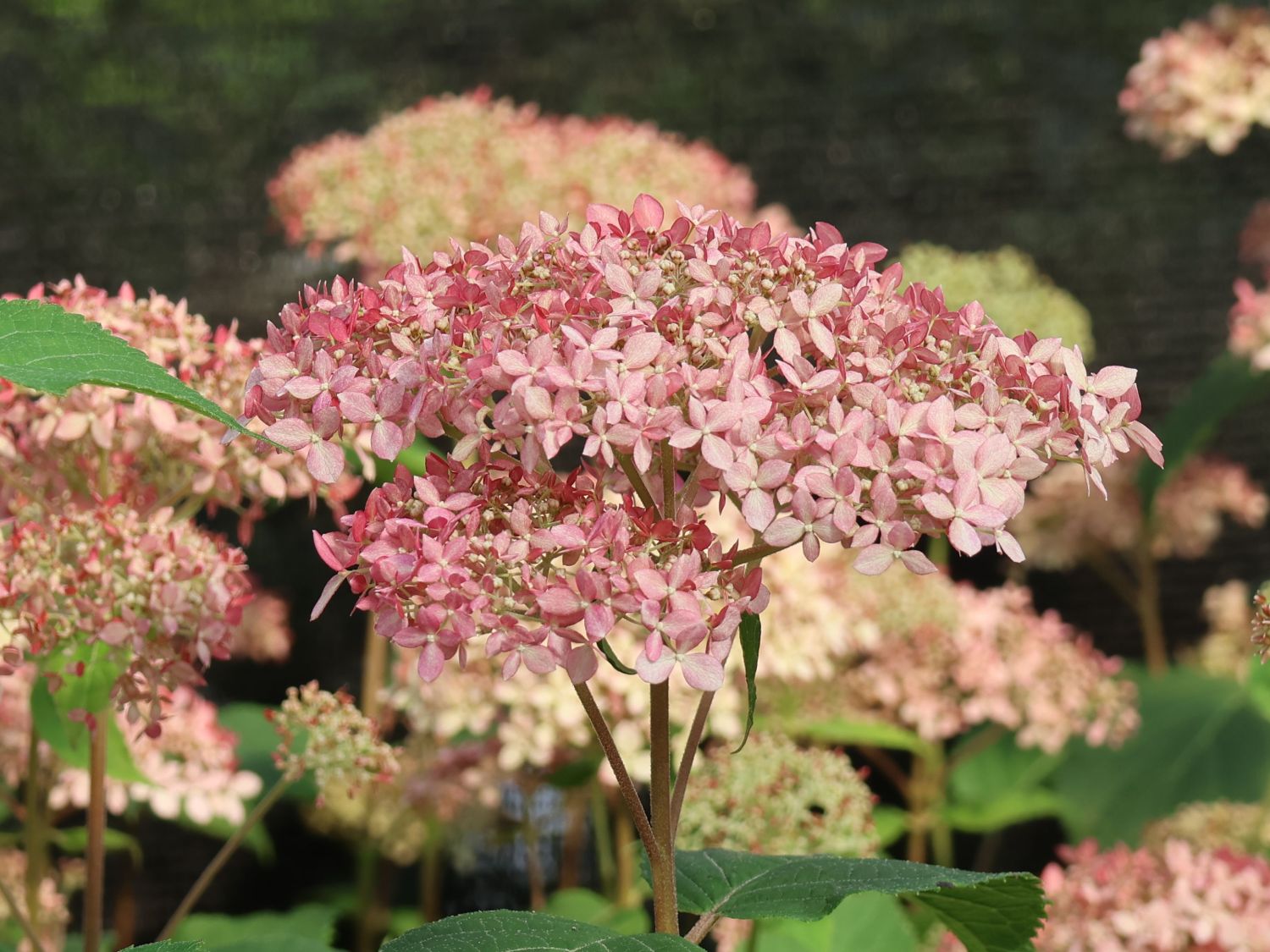 Ballhortensie Candybelle ® 'Sorbet' - Hydrangea arborescens Candybelle ® 'Sorbet'