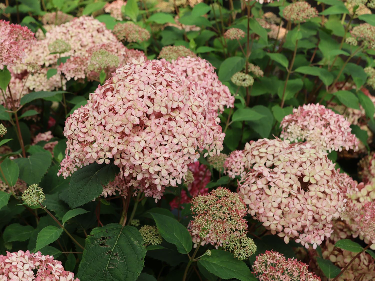 Ballhortensie Candybelle ® 'Sorbet' - Hydrangea arborescens Candybelle ® 'Sorbet'