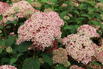 Ballhortensie Candybelle ® 'Sorbet' - Hydrangea arborescens Candybelle ® 'Sorbet'