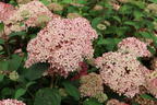 Ballhortensie Candybelle ® 'Sorbet' - Hydrangea arborescens Candybelle ® 'Sorbet'