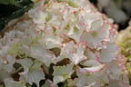 Ballhortensie Charming by Magical ® 'Claire' (Weiß-Rot) - Hydrangea macrophylla Charming by Magical ® 'Claire' (Weiß-Rot)