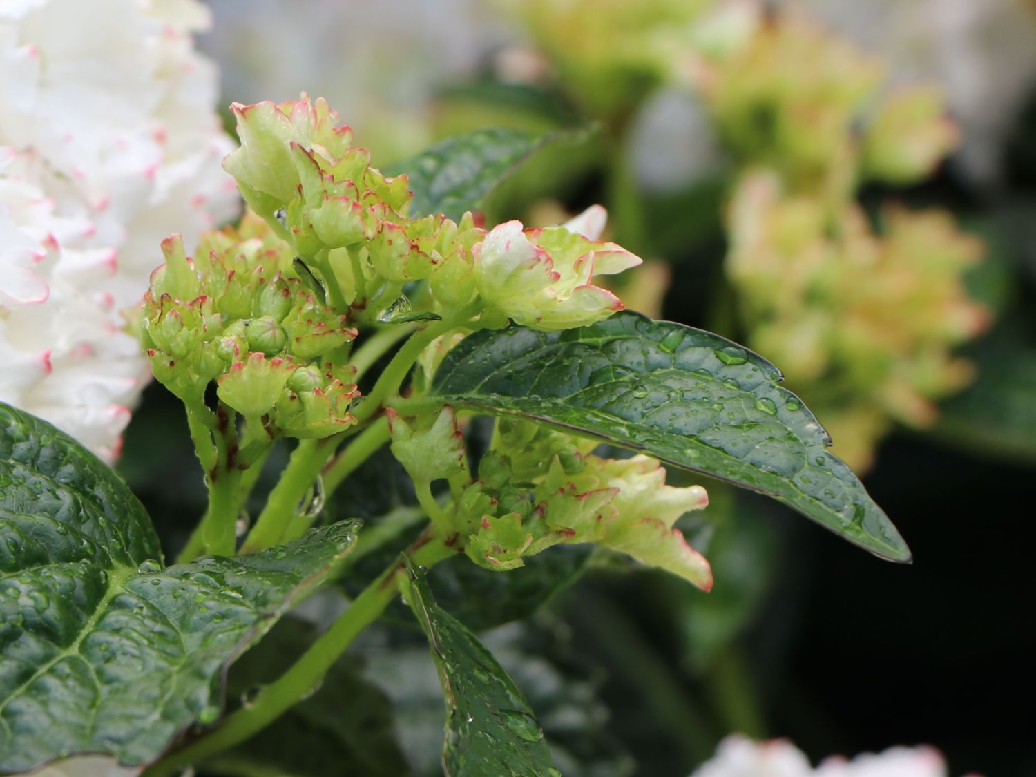 Ballhortensie Charming by Magical ® 'Claire' (Weiß-Rot) - Hydrangea macrophylla Charming by Magical ® 'Claire' (Weiß-Rot)
