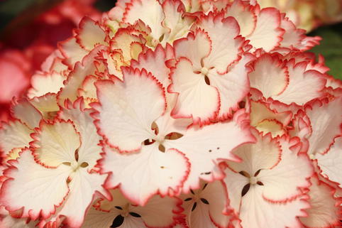 Ballhortensie Charming by Magical ® 'Lisa' (Weiß-Rot) - Hydrangea macrophylla Charming by Magical ® 'Lisa' (Weiß-Rot)