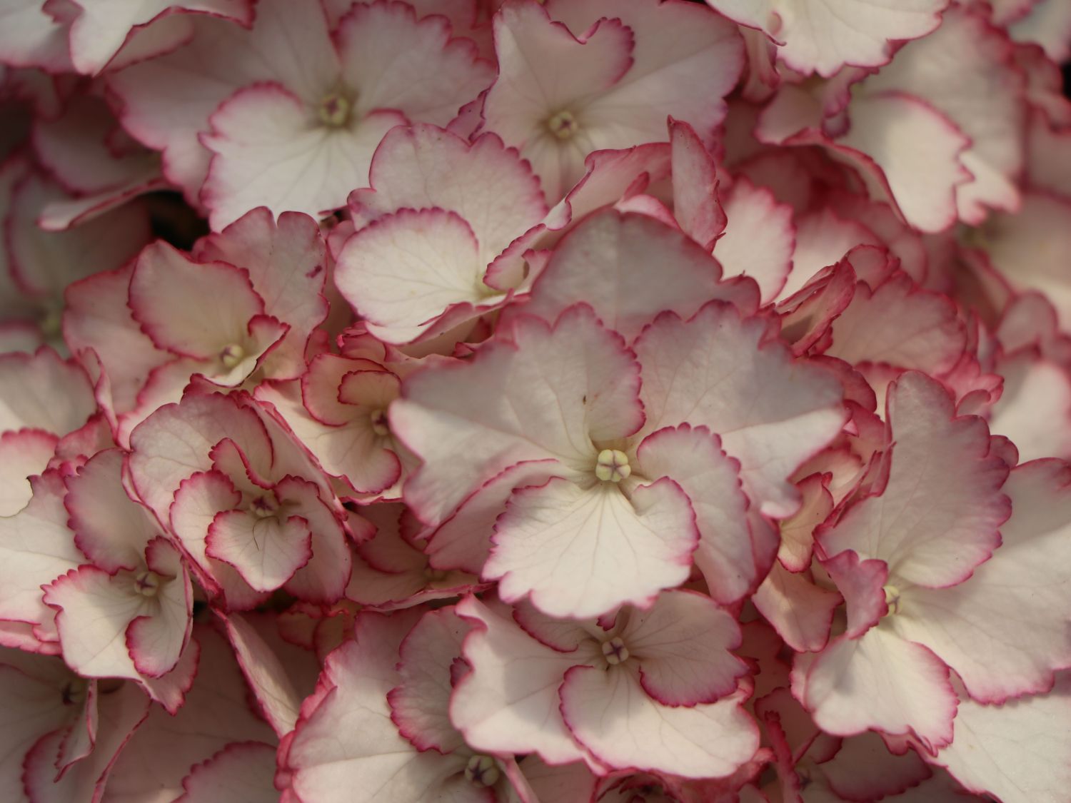 Ballhortensie Charming by Magical ® 'Sophia' (Weiß-Rosa) - Hydrangea macrophylla Charming by Magical ® 'Sophia' (Weiß-Rosa)