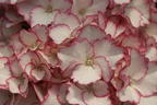 Ballhortensie Charming by Magical ® 'Sophia' (Weiß-Rosa) - Hydrangea macrophylla Charming by Magical ® 'Sophia' (Weiß-Rosa)