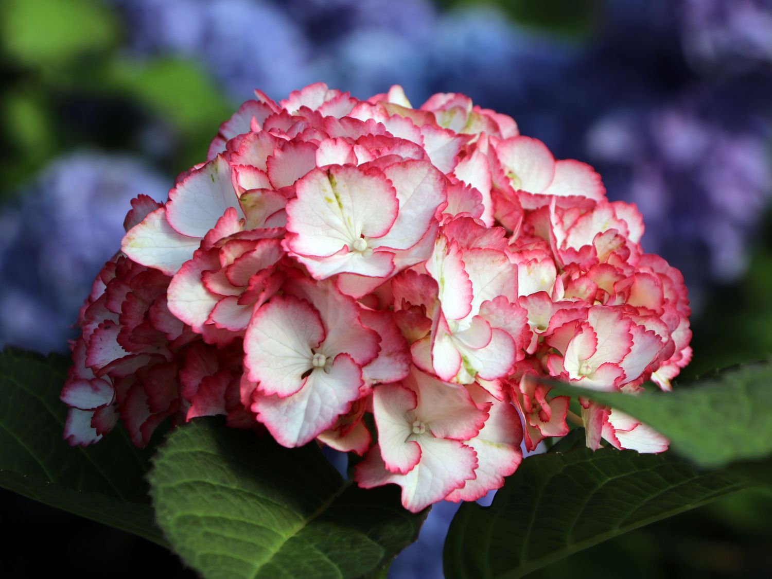 Ballhortensie Charming by Magical ® 'Sophia' (Weiß-Rosa) - Hydrangea macrophylla Charming by Magical ® 'Sophia' (Weiß-Rosa)