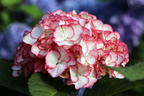 Ballhortensie Charming by Magical ® 'Sophia' (Weiß-Rosa) - Hydrangea macrophylla Charming by Magical ® 'Sophia' (Weiß-Rosa)