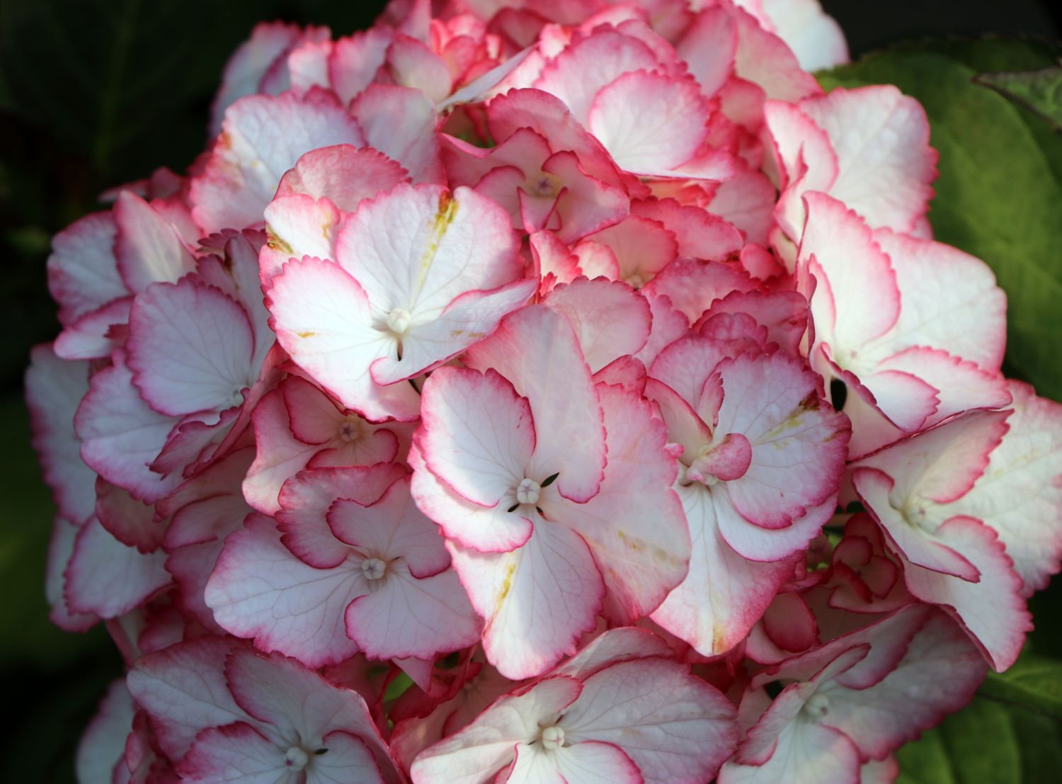Ballhortensie Charming by Magical ® 'Sophia' (Weiß-Rosa) - Hydrangea macrophylla Charming by Magical ® 'Sophia' (Weiß-Rosa)