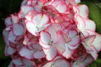 Ballhortensie Charming by Magical ® 'Sophia' (Weiß-Rosa) - Hydrangea macrophylla Charming by Magical ® 'Sophia' (Weiß-Rosa)