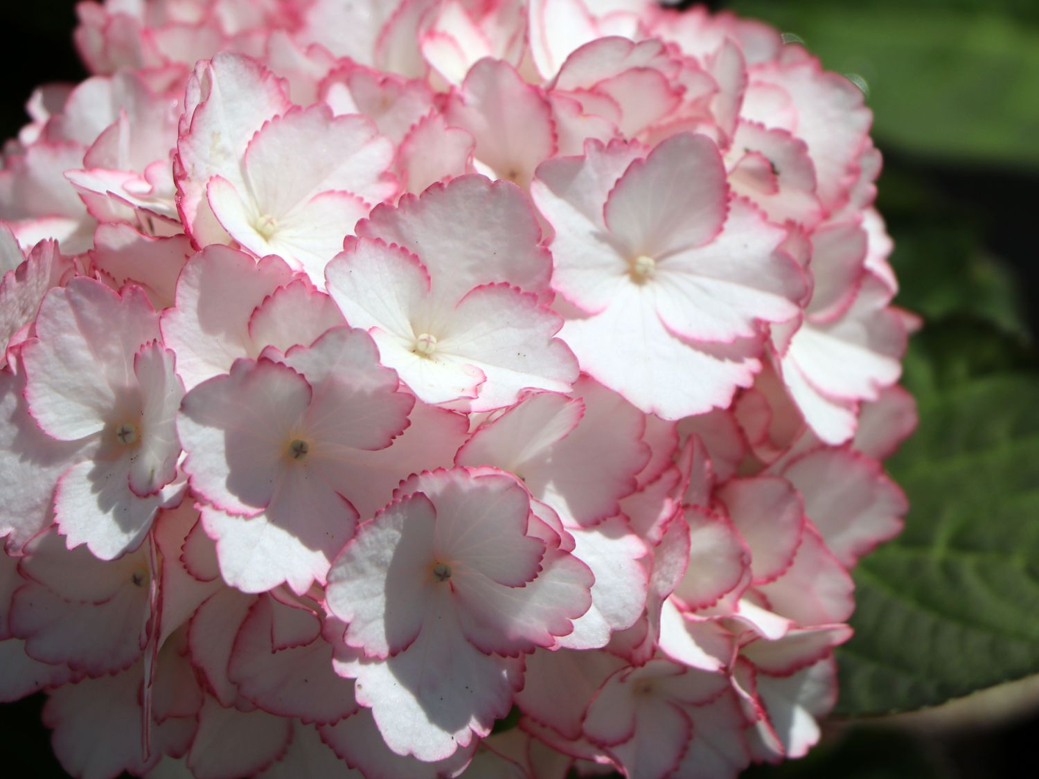 Ballhortensie Charming by Magical ® 'Sophia' (Weiß-Rosa) - Hydrangea macrophylla Charming by Magical ® 'Sophia' (Weiß-Rosa)