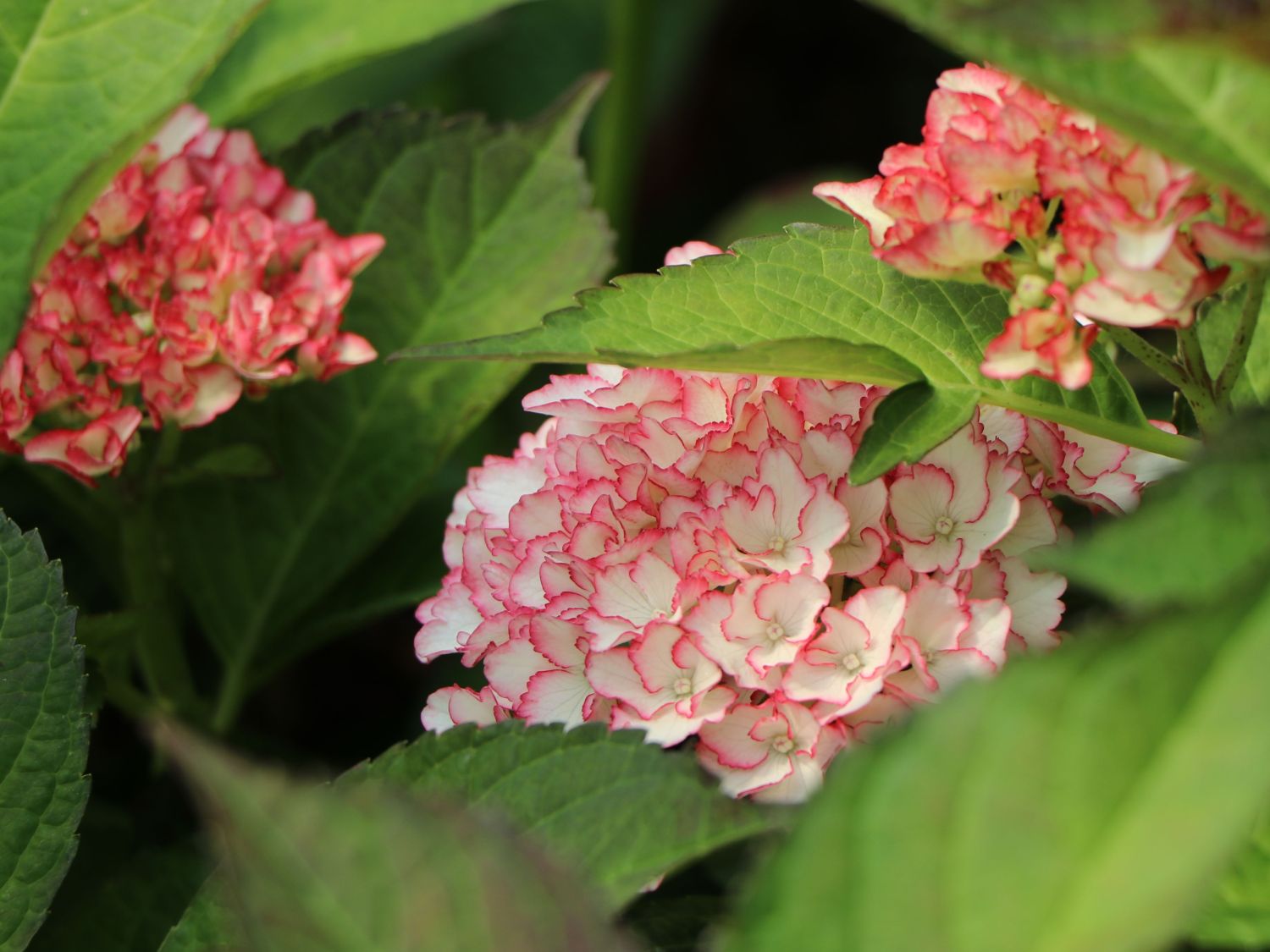 Ballhortensie Charming by Magical ® 'Sophia' (Weiß-Rosa) - Hydrangea macrophylla Charming by Magical ® 'Sophia' (Weiß-Rosa)