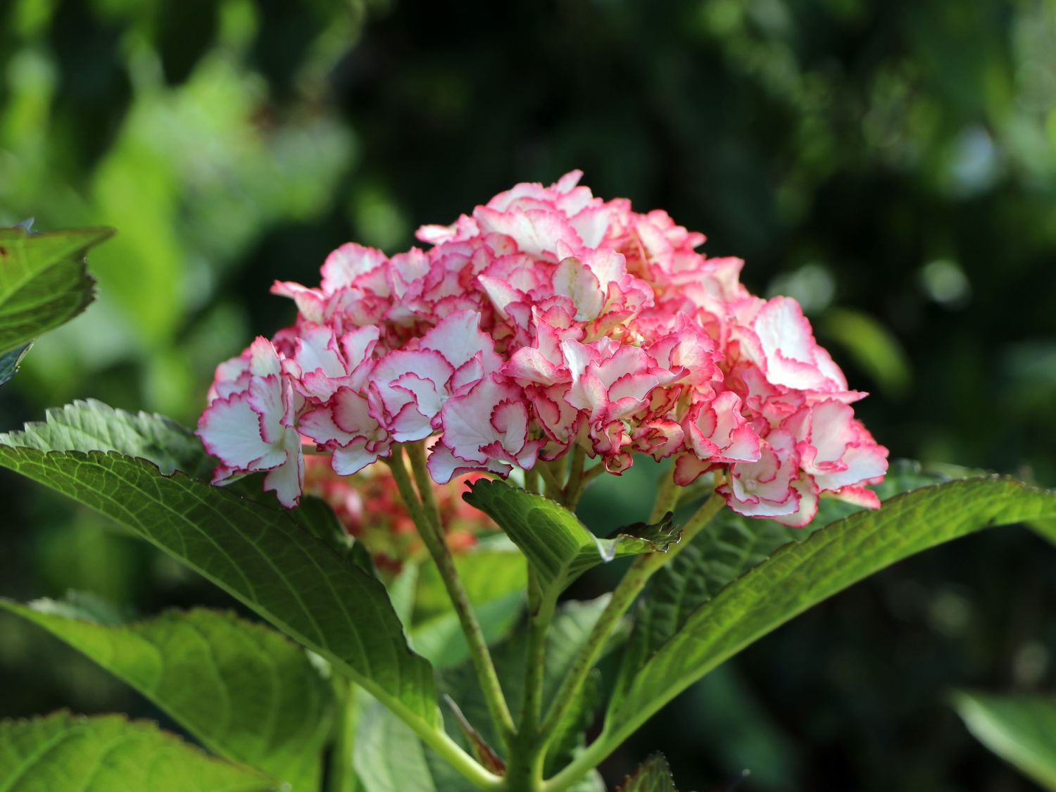 Ballhortensie Charming by Magical ® 'Sophia' (Weiß-Rosa) - Hydrangea macrophylla Charming by Magical ® 'Sophia' (Weiß-Rosa)