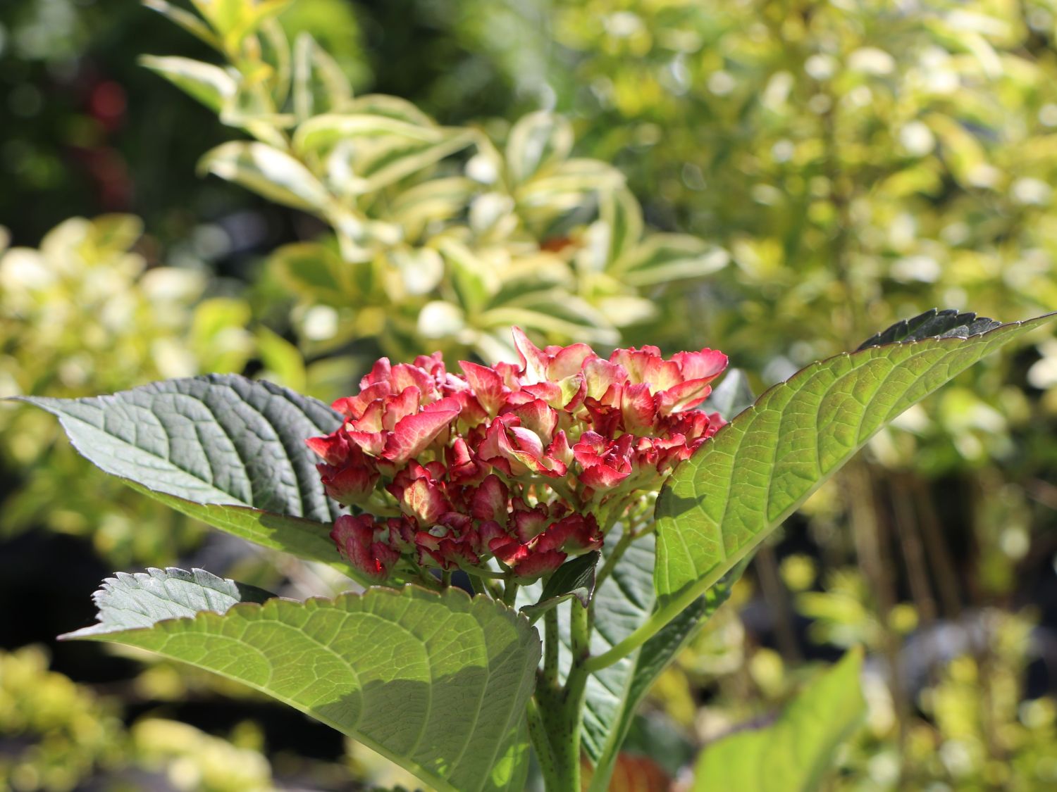 Ballhortensie Charming by Magical ® 'Sophia' (Weiß-Rosa) - Hydrangea macrophylla Charming by Magical ® 'Sophia' (Weiß-Rosa)