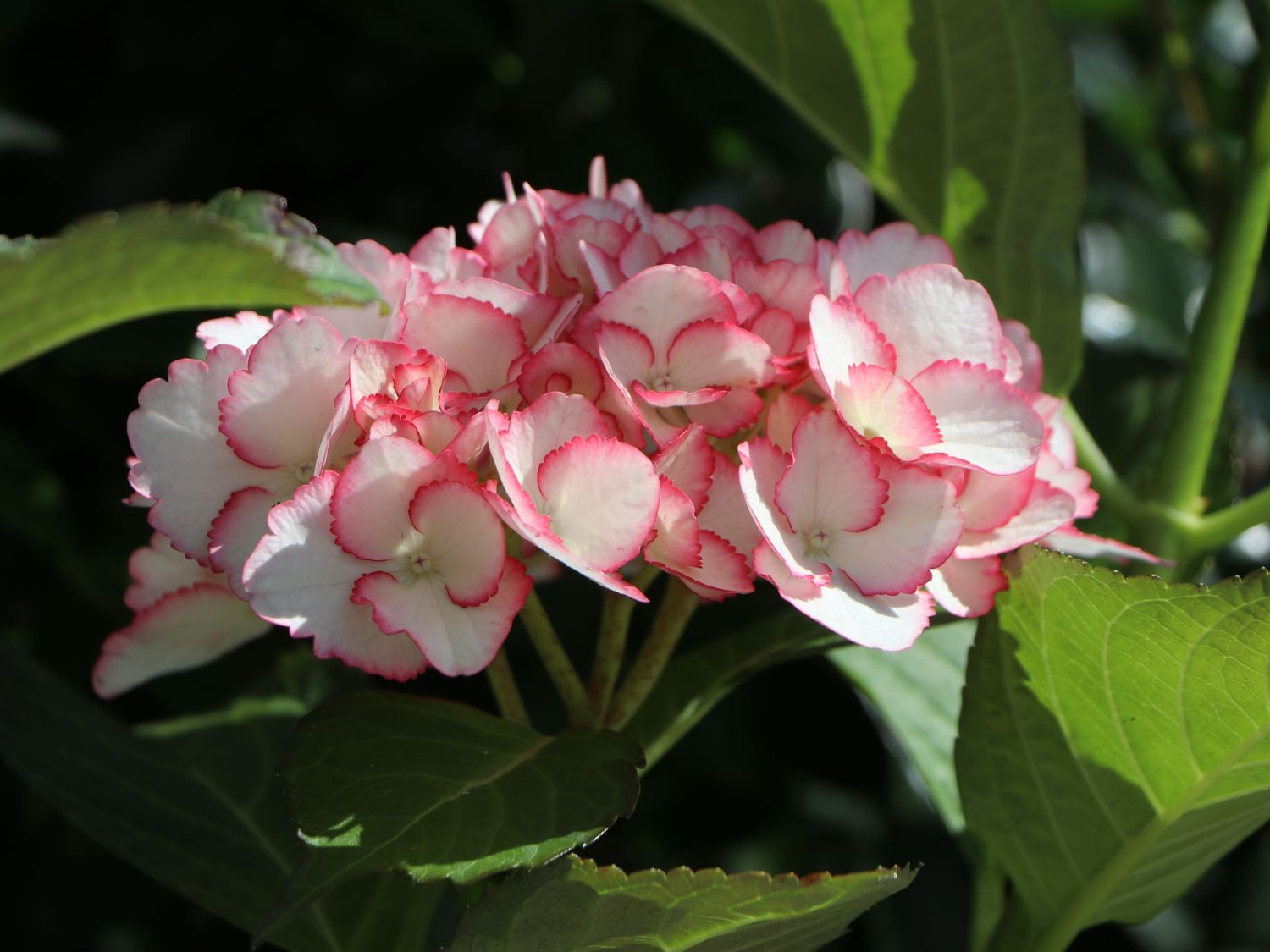 Ballhortensie Charming by Magical ® 'Sophia' (Weiß-Rosa) - Hydrangea macrophylla Charming by Magical ® 'Sophia' (Weiß-Rosa)