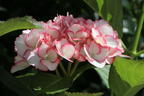 Ballhortensie Charming by Magical ® 'Sophia' (Weiß-Rosa) - Hydrangea macrophylla Charming by Magical ® 'Sophia' (Weiß-Rosa)