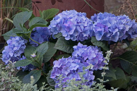 Ballhortensie 'Diva fiore' ® (Blau) - Hydrangea macrophylla 'Diva fiore' ® (Blau)