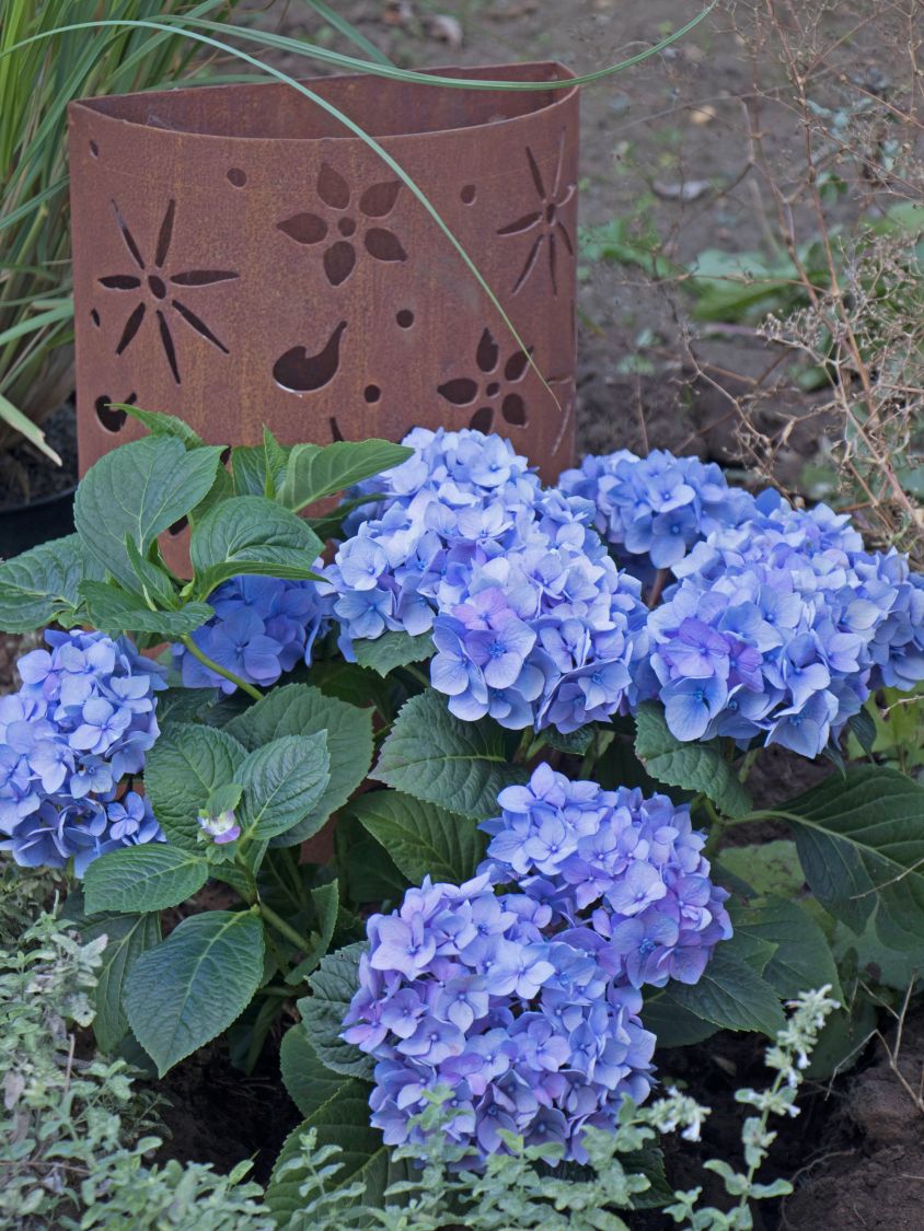 Ballhortensie 'Diva fiore' ® (Blau) - Hydrangea macrophylla 'Diva fiore' ® (Blau)