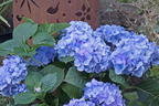 Ballhortensie 'Diva fiore' ® (Blau) - Hydrangea macrophylla 'Diva fiore' ® (Blau)