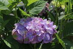 Ballhortensie 'Diva fiore' ® (Blau) - Hydrangea macrophylla 'Diva fiore' ® (Blau)