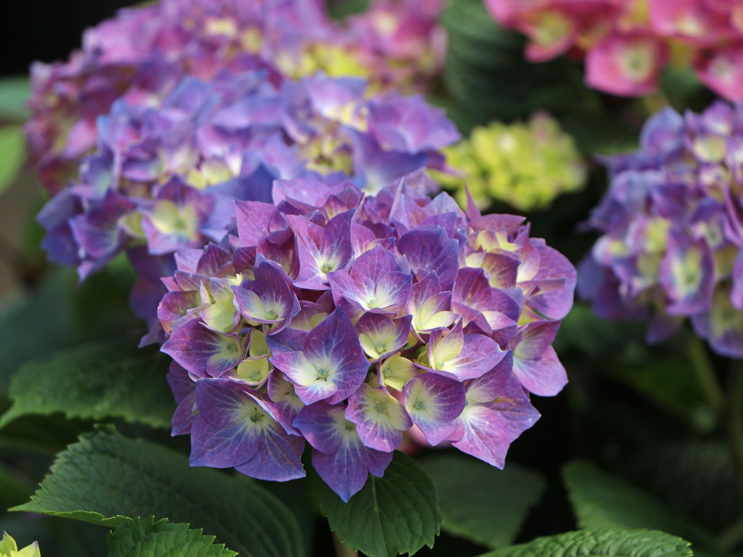 Ballhortensie 'Diva fiore' ® (Blau) - Hydrangea macrophylla 'Diva fiore' ® (Blau)