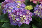 Ballhortensie 'Diva fiore' ® (Blau) - Hydrangea macrophylla 'Diva fiore' ® (Blau)
