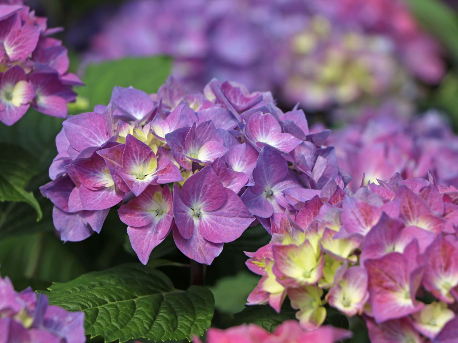 Ballhortensie 'Diva fiore' ® (Blau) - Hydrangea macrophylla 'Diva fiore' ® (Blau)