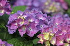 Ballhortensie 'Diva fiore' ® (Blau) - Hydrangea macrophylla 'Diva fiore' ® (Blau)
