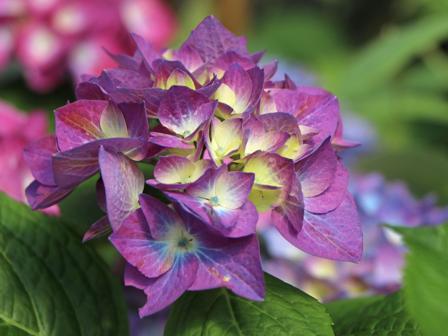 Ballhortensie 'Diva fiore' ® (Blau) - Hydrangea macrophylla 'Diva fiore' ® (Blau)