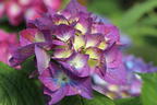Ballhortensie 'Diva fiore' ® (Blau) - Hydrangea macrophylla 'Diva fiore' ® (Blau)