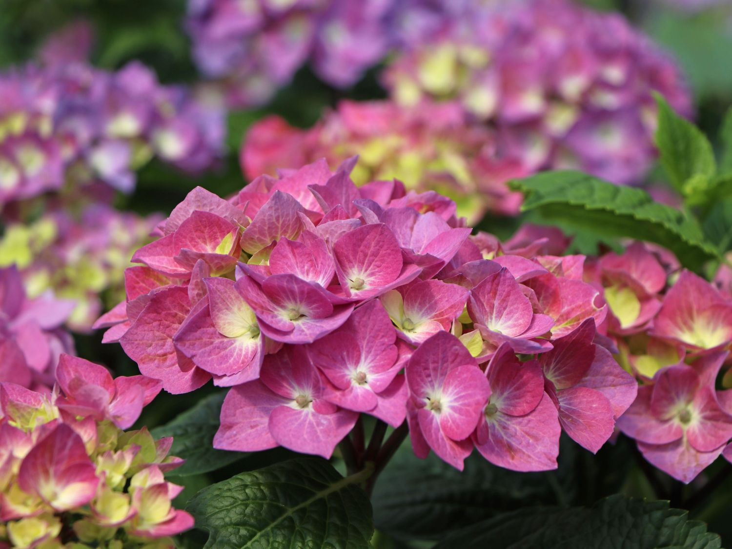 Ballhortensie 'Diva fiore' ® (Blau) - Hydrangea macrophylla 'Diva fiore' ® (Blau)