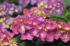 Ballhortensie 'Diva fiore' ® (Blau) - Hydrangea macrophylla 'Diva fiore' ® (Blau)