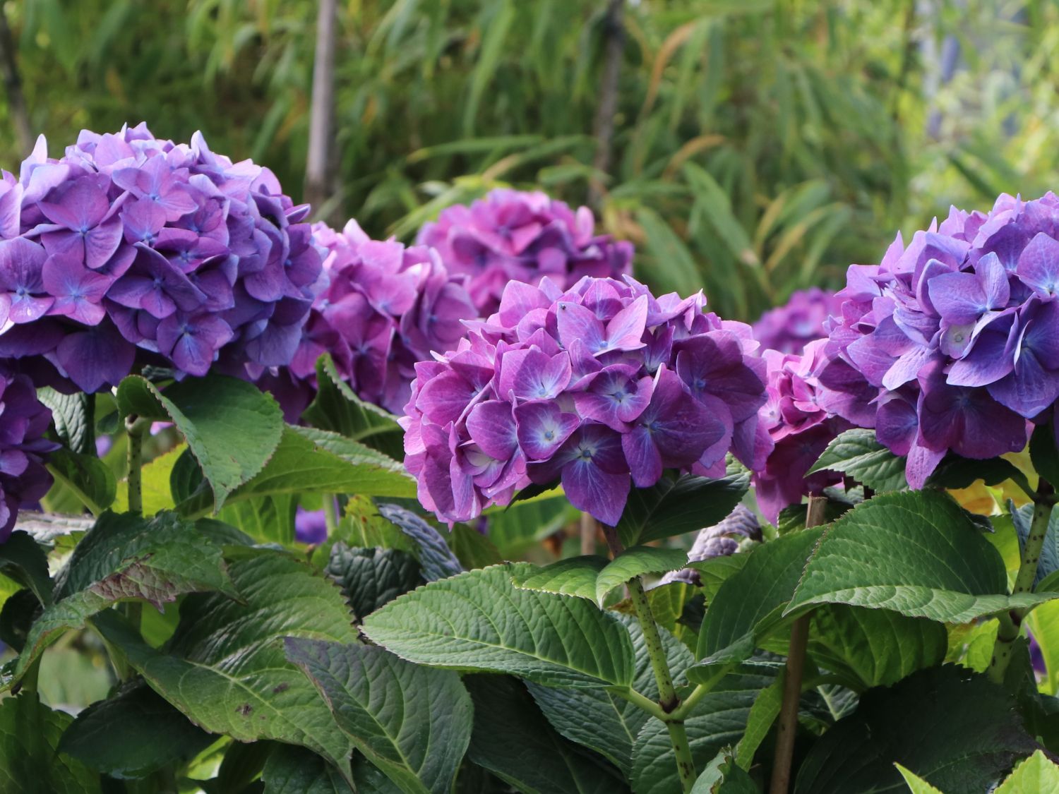 Ballhortensie 'Diva fiore' ® (Blau) - Hydrangea macrophylla 'Diva fiore' ® (Blau)