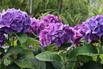 Ballhortensie 'Diva fiore' ® (Blau) - Hydrangea macrophylla 'Diva fiore' ® (Blau)