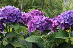 Ballhortensie 'Diva fiore' ® (Blau) - Hydrangea macrophylla 'Diva fiore' ® (Blau)