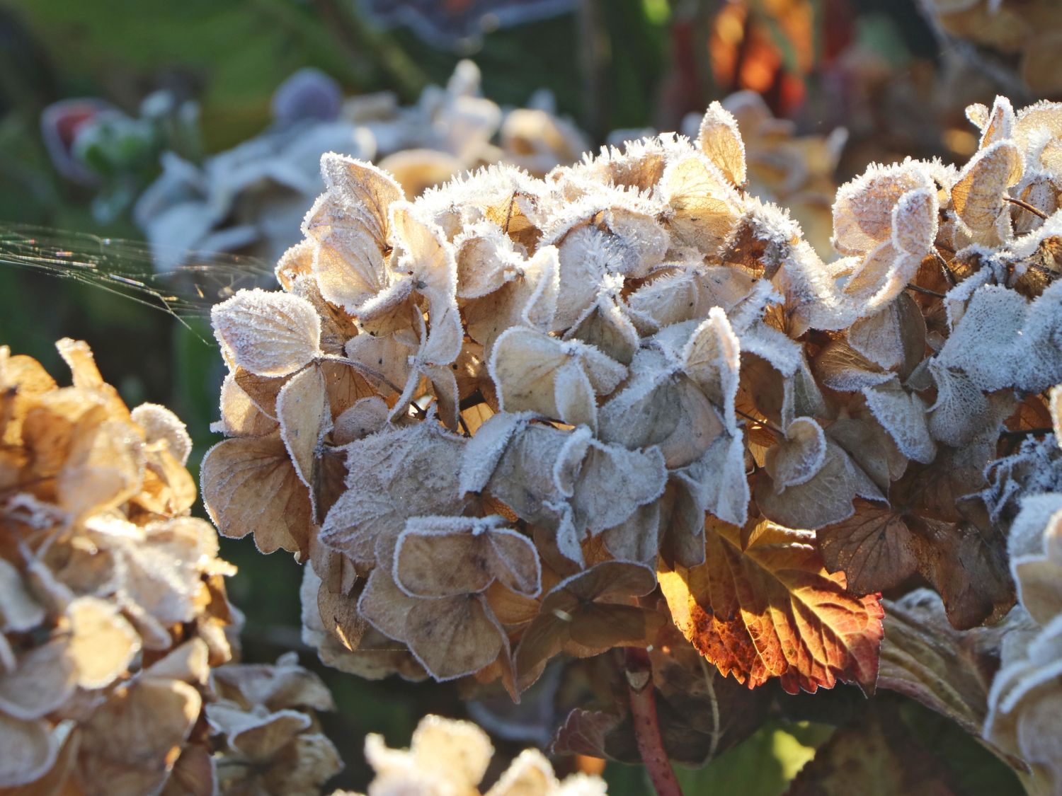 Ballhortensie 'Diva fiore' ® (Blau) - Hydrangea macrophylla 'Diva fiore' ® (Blau)