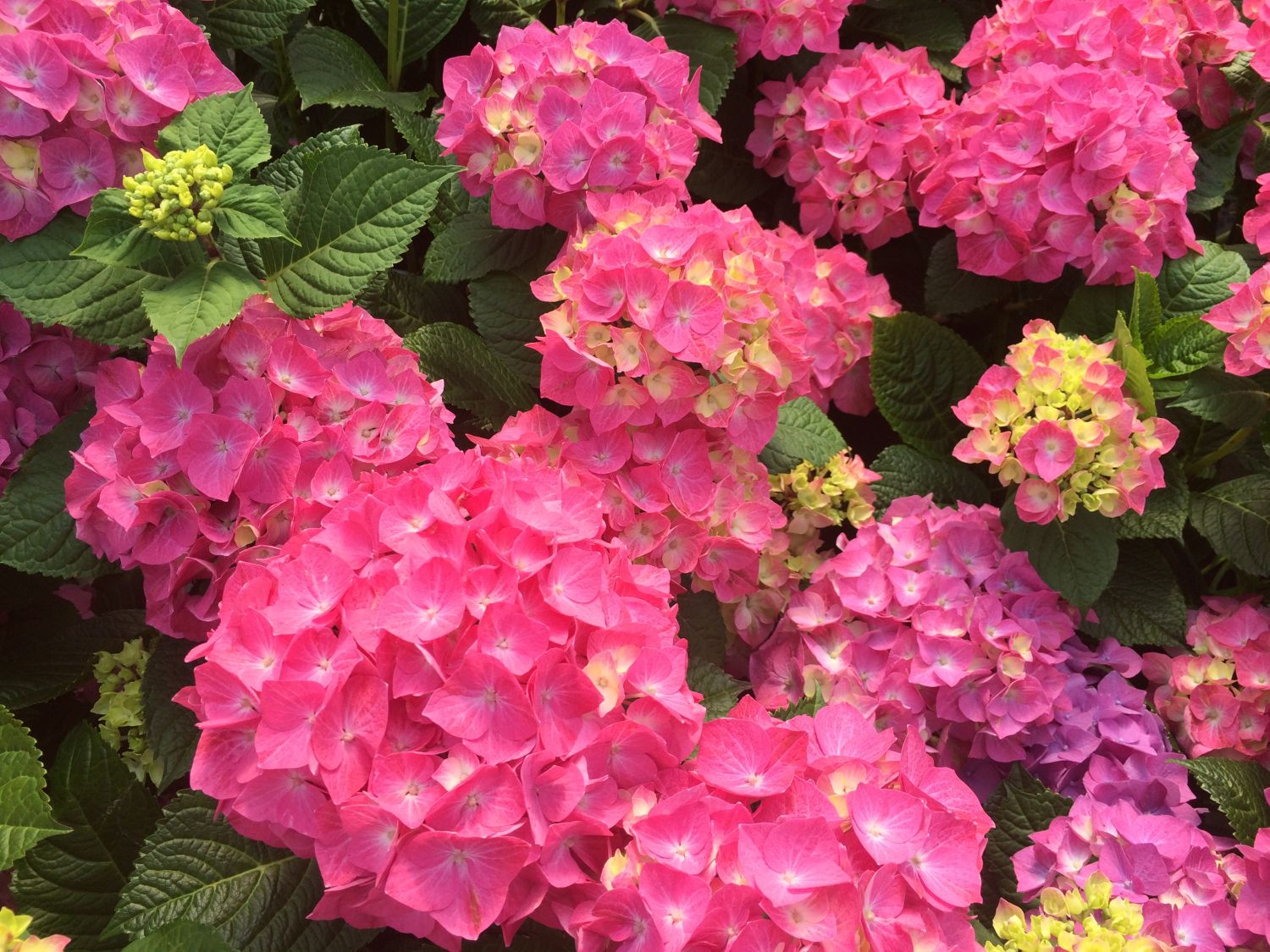 Ballhortensie 'Diva fiore' ® (Rosa) - Hydrangea macrophylla 'Diva fiore' ® (Rosa)