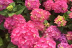 Ballhortensie 'Diva fiore' ® (Rosa) - Hydrangea macrophylla 'Diva fiore' ® (Rosa)