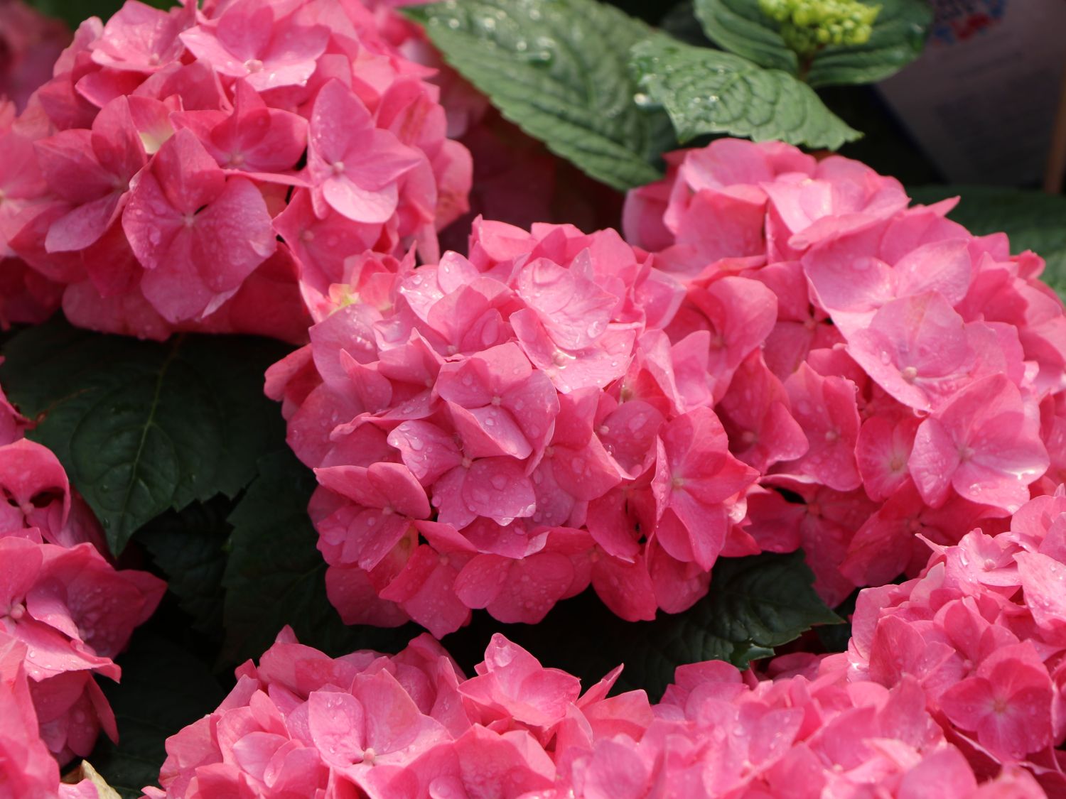 Ballhortensie 'Diva fiore' ® (Rosa) - Hydrangea macrophylla 'Diva fiore' ® (Rosa)