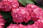 Ballhortensie 'Diva fiore' ® (Rosa) - Hydrangea macrophylla 'Diva fiore' ® (Rosa)