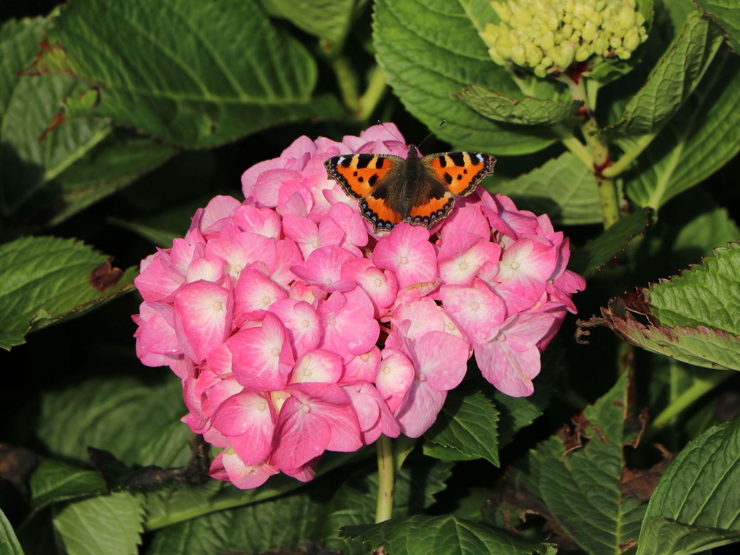 Ballhortensie 'Diva fiore' ® (Rosa) - Hydrangea macrophylla 'Diva fiore' ® (Rosa)