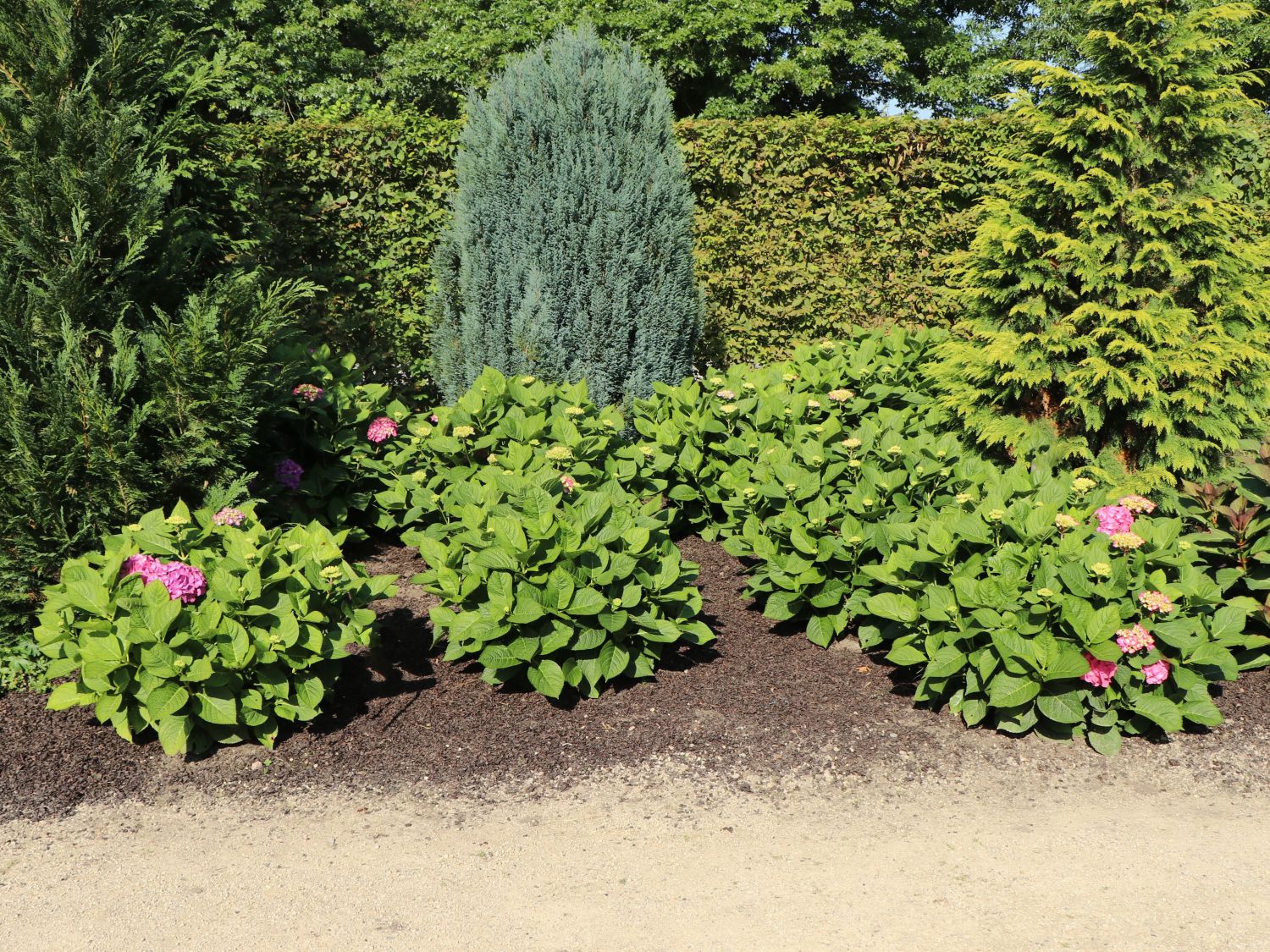 Ballhortensie 'Diva fiore' ® (Rosa) - Hydrangea macrophylla 'Diva fiore' ® (Rosa)