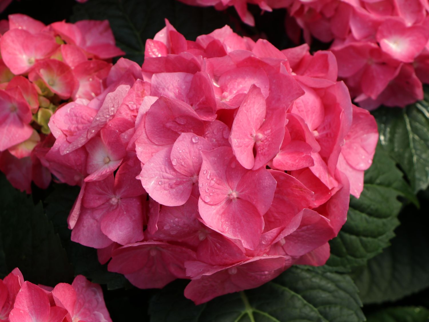 Ballhortensie 'Diva fiore' ® (Rosa) - Hydrangea macrophylla 'Diva fiore' ® (Rosa)