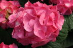 Ballhortensie 'Diva fiore' ® (Rosa) - Hydrangea macrophylla 'Diva fiore' ® (Rosa)