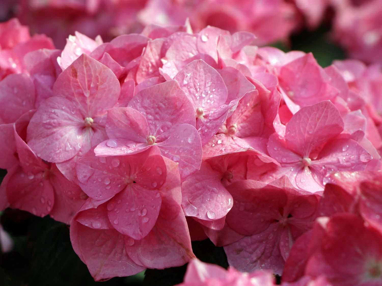 Ballhortensie 'Diva fiore' ® (Rosa) - Hydrangea macrophylla 'Diva fiore' ® (Rosa)
