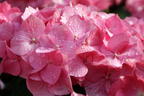 Ballhortensie 'Diva fiore' ® (Rosa) - Hydrangea macrophylla 'Diva fiore' ® (Rosa)