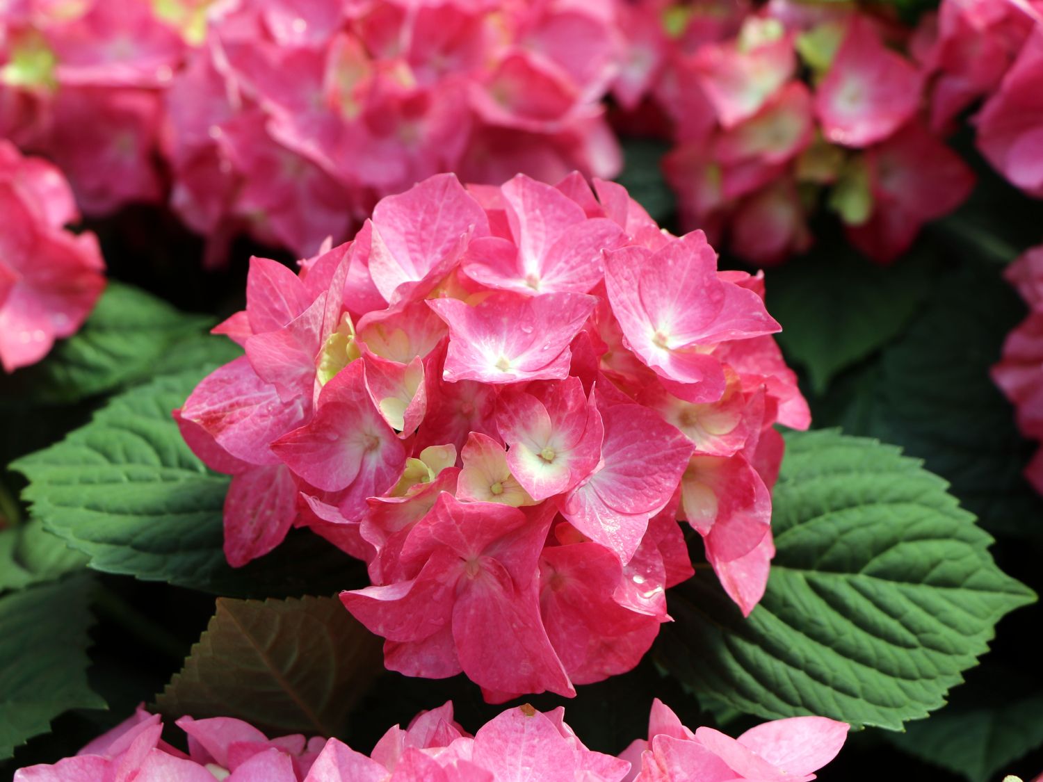 Ballhortensie 'Diva fiore' ® (Rosa) - Hydrangea macrophylla 'Diva fiore' ® (Rosa)