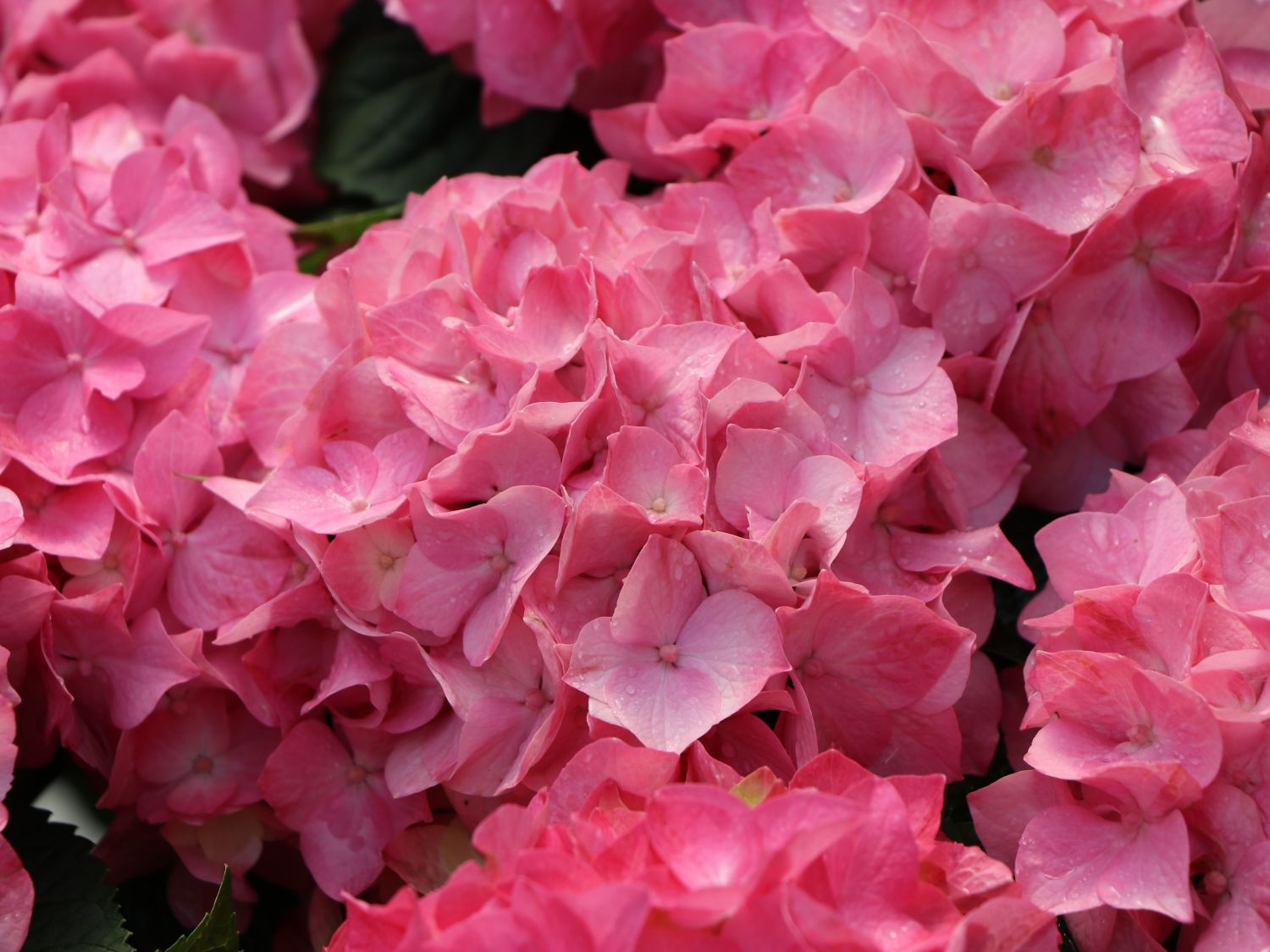 Ballhortensie 'Diva fiore' ® (Rosa) - Hydrangea macrophylla 'Diva fiore' ® (Rosa)