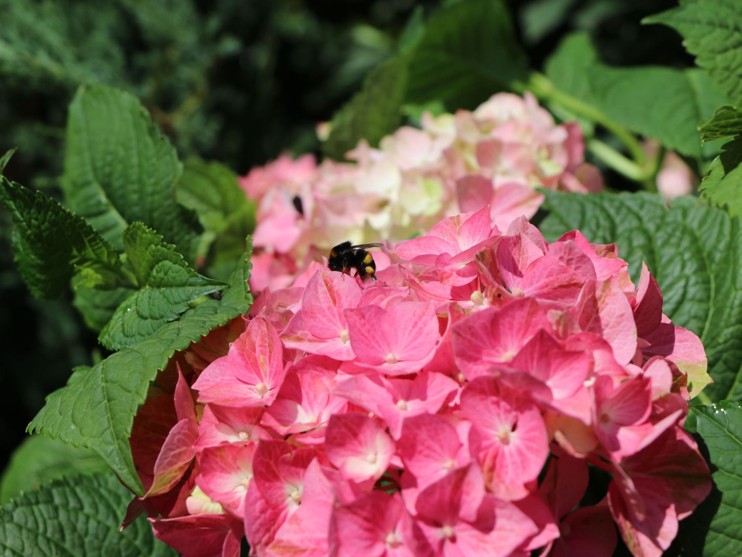 Ballhortensie 'Diva fiore' ® (Rosa) - Hydrangea macrophylla 'Diva fiore' ® (Rosa)